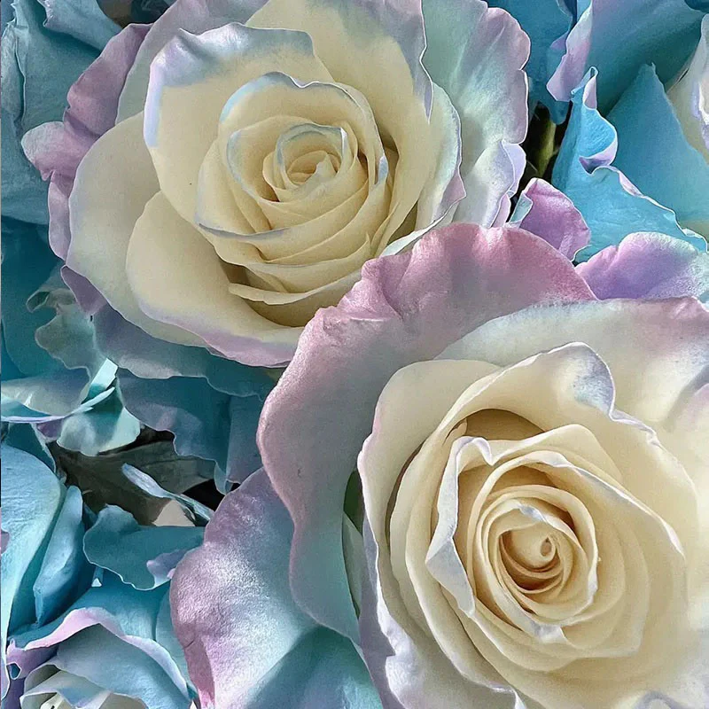 Rare Rose - Fairy Tale - Image 7