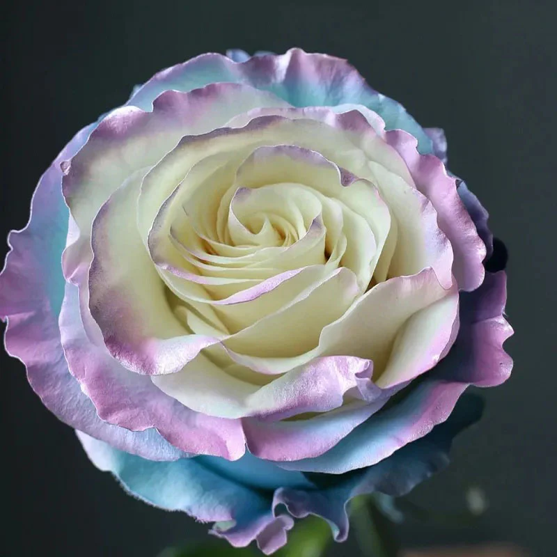 Rare Rose - Fairy Tale - Image 8
