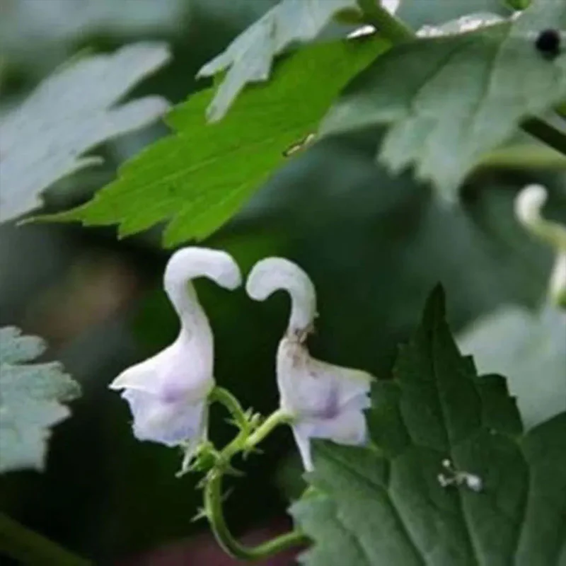Rare Swan Flowers Seeds  - Image 3