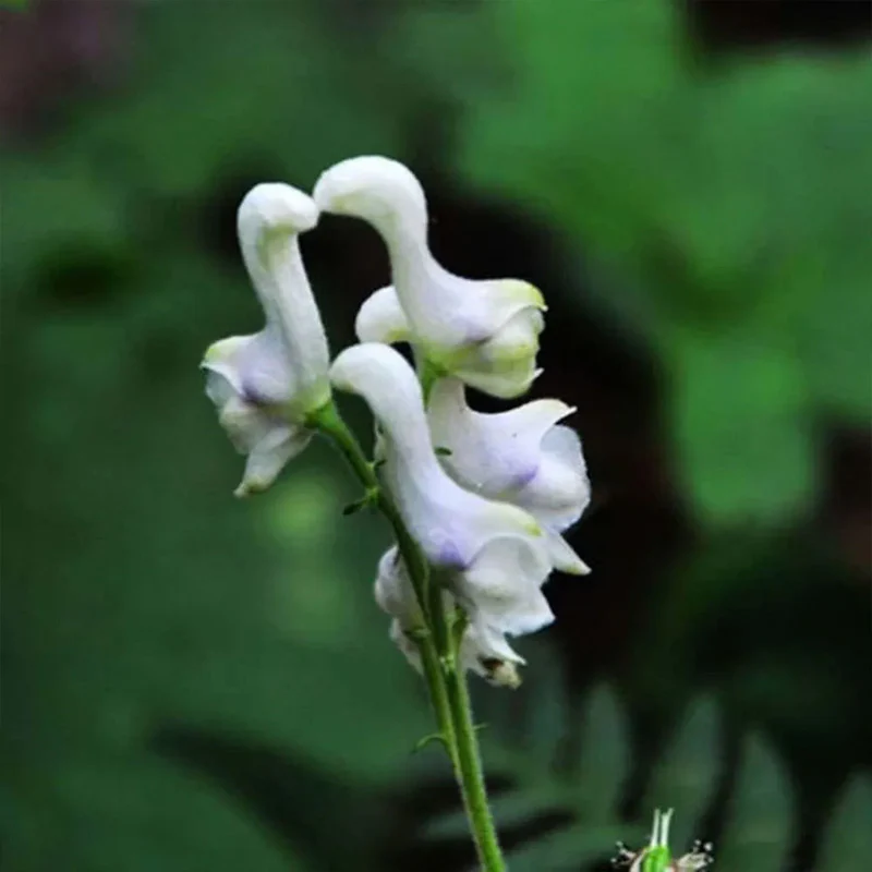 Rare Swan Flowers Seeds  - Image 4