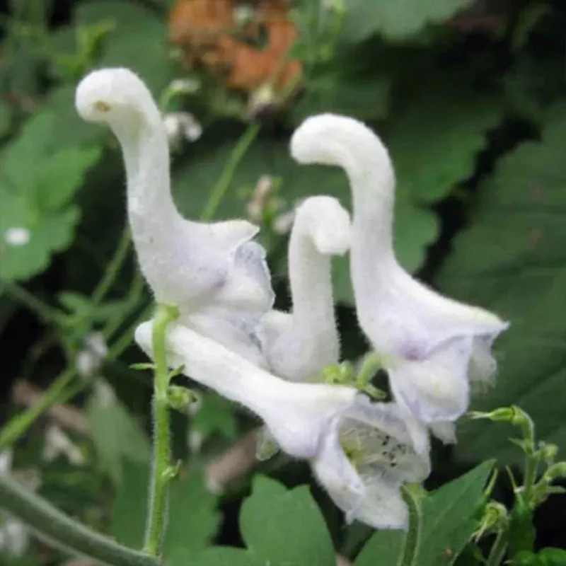 Rare Swan Flowers Seeds  - Image 5
