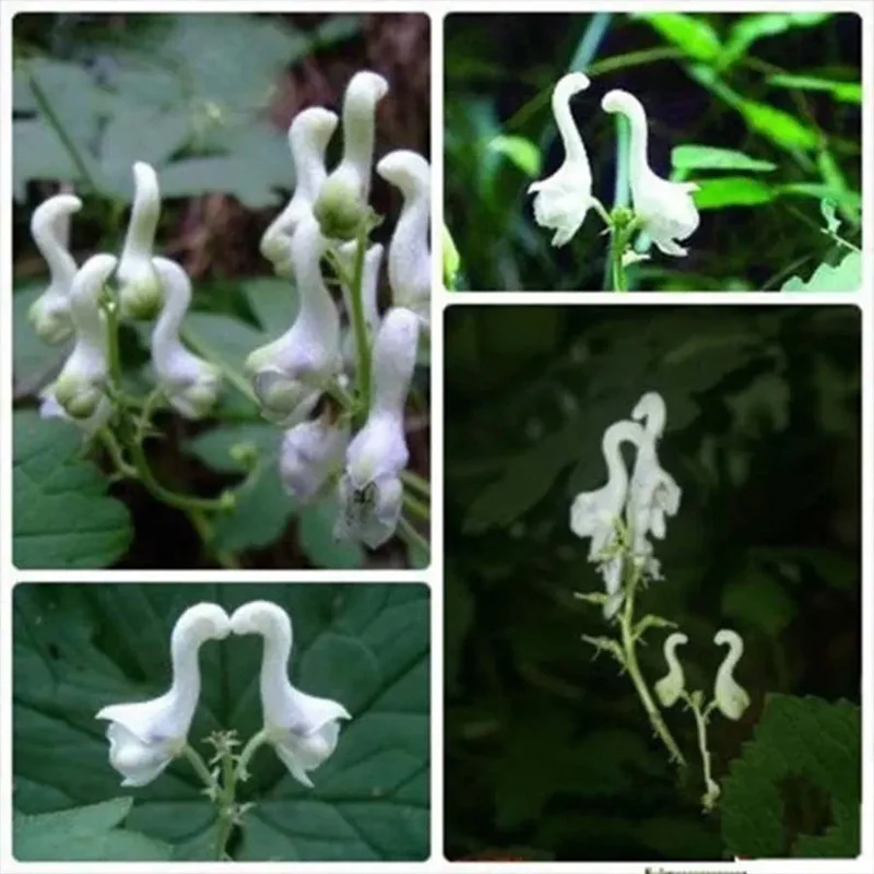 Rare Swan Flowers Seeds  - Image 6
