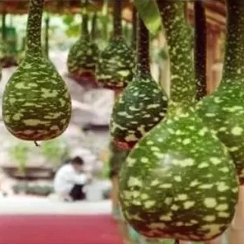 Rare Swan Speckled Swan Bottle Gourds Seeds - Image 2