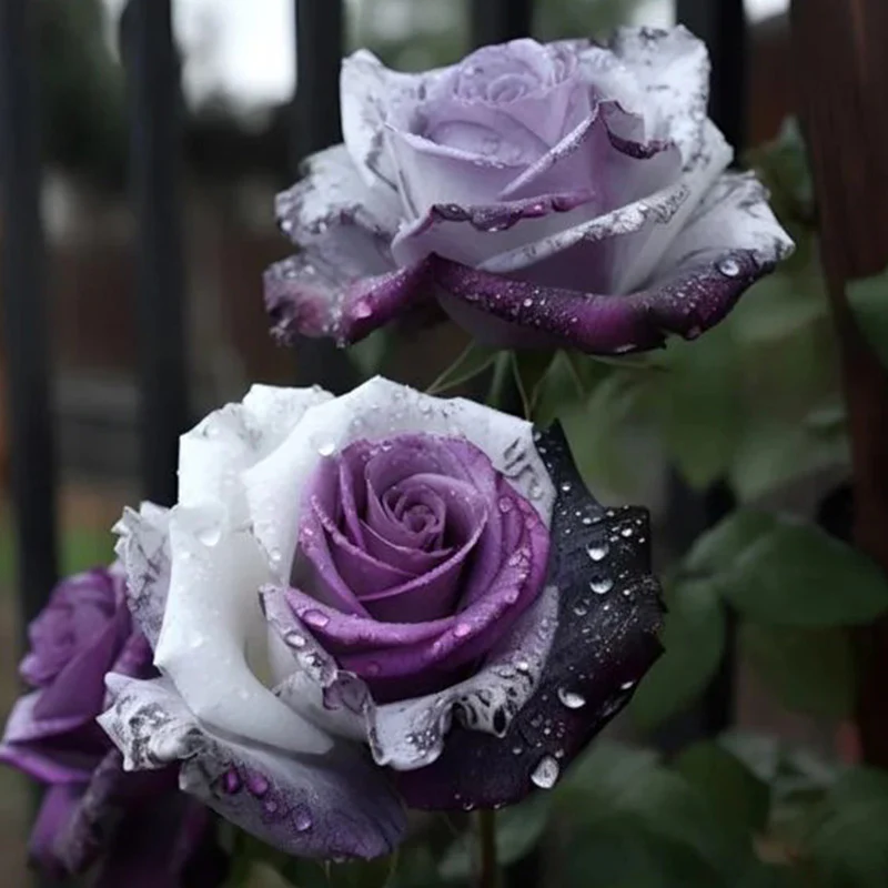 Rare Tricolor Rose 'Watercolor' Seeds - Image 2