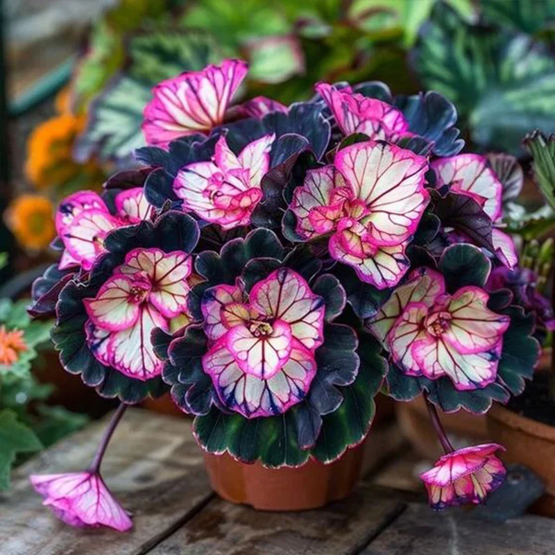 Rare Twin Begonia Seeds - Image 2