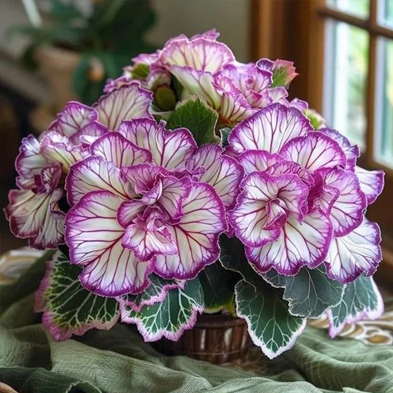 Rare Twin Begonia Seeds - Image 3