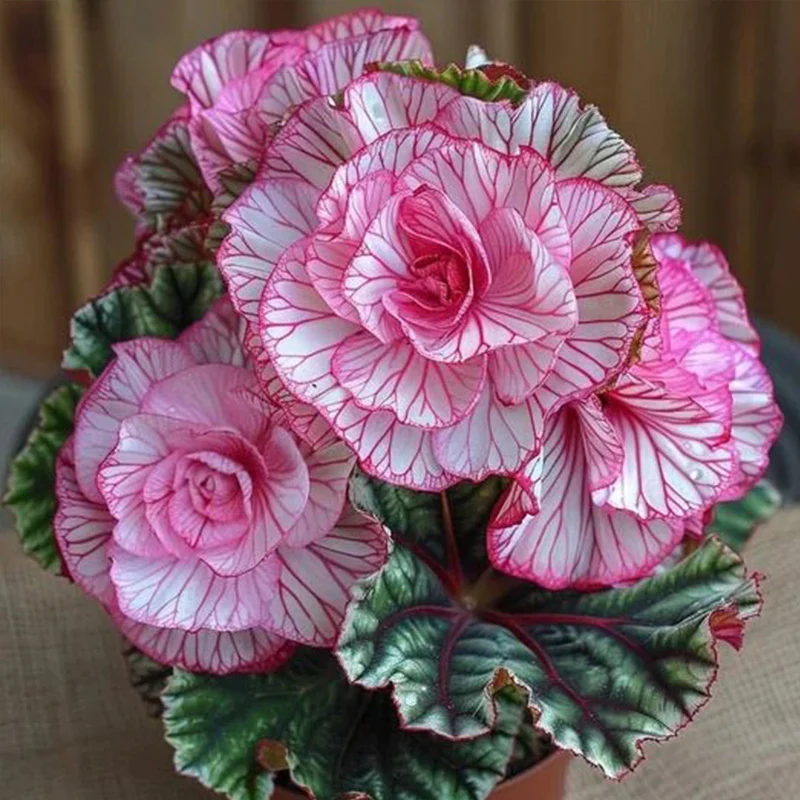 Rare Twin Begonia Seeds - Pink and White - Image 2