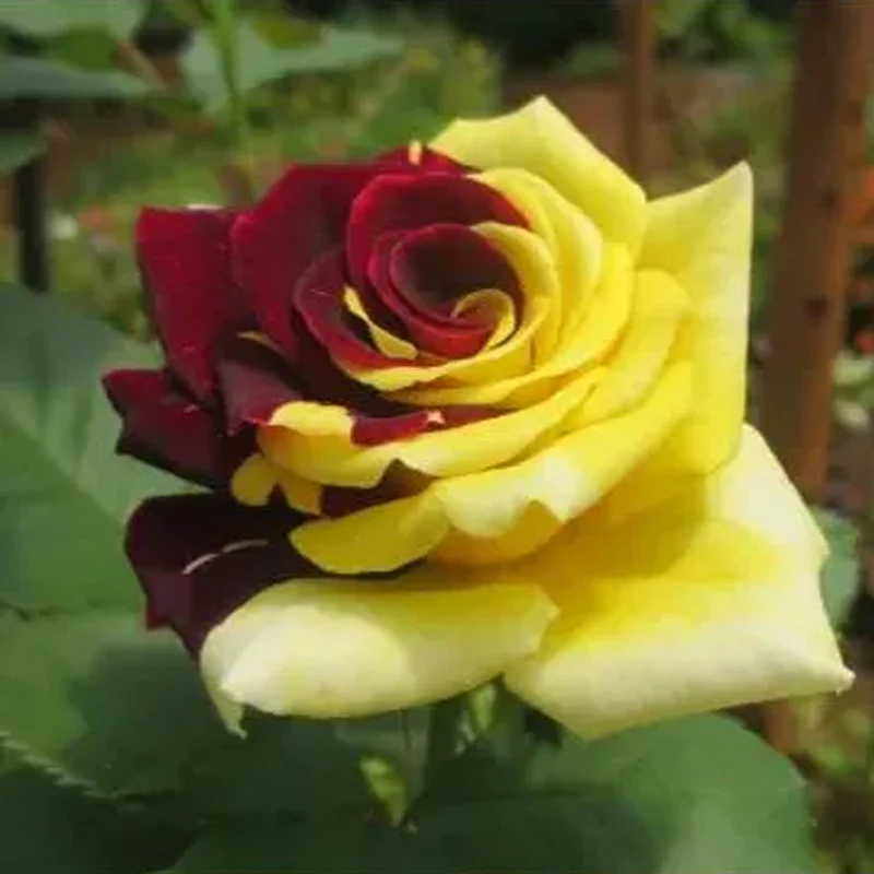 Rare Twin Red Yellow Rose Seeds - Image 11