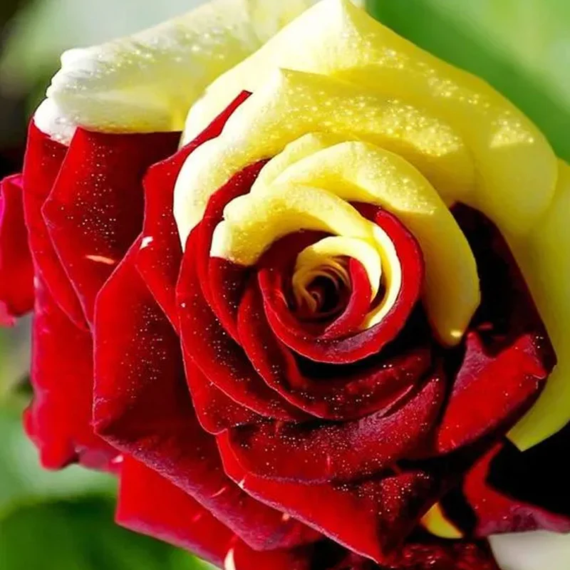Rare Twin Red Yellow Rose Seeds - Image 2