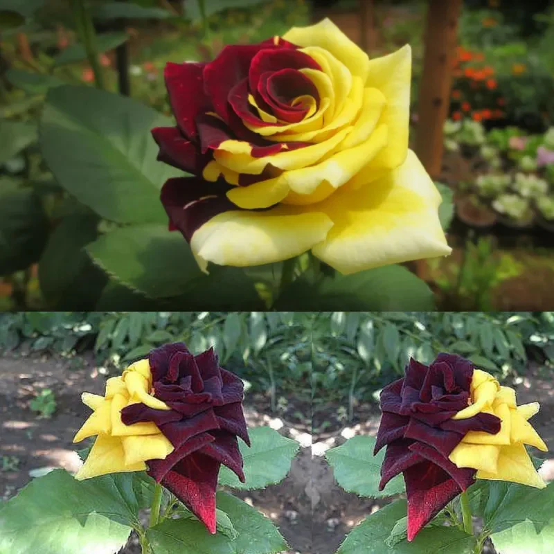 Rare Twin Red Yellow Rose Seeds - Image 3