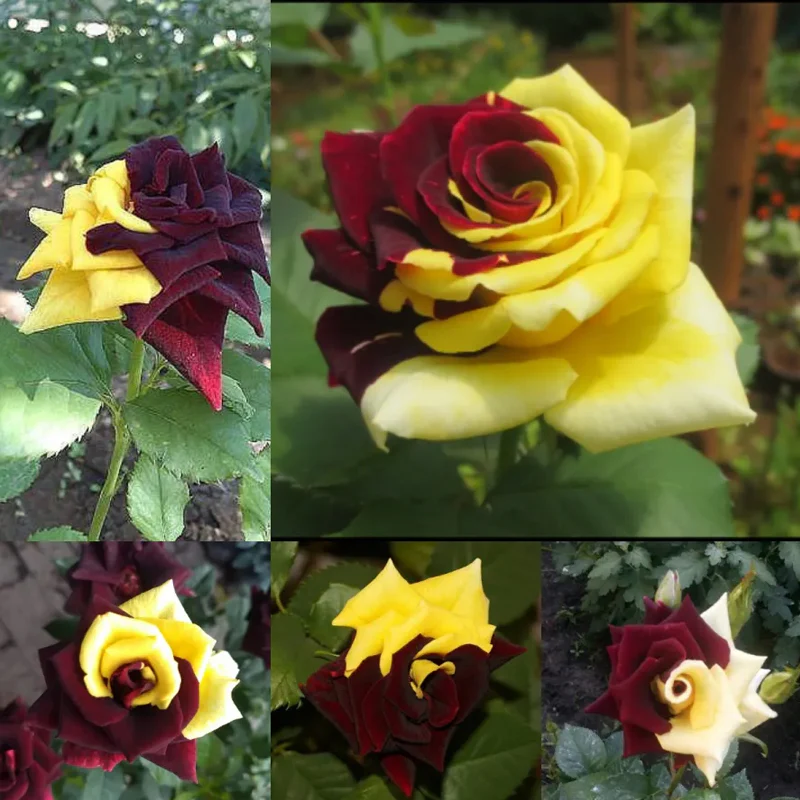 Rare Twin Red Yellow Rose Seeds - Image 4