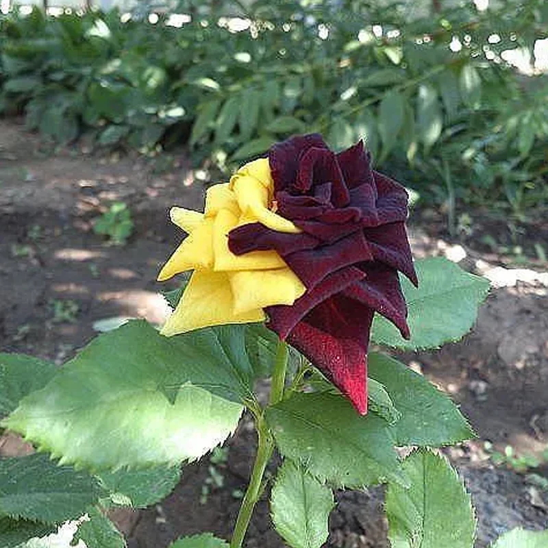 Rare Twin Red Yellow Rose Seeds - Image 5