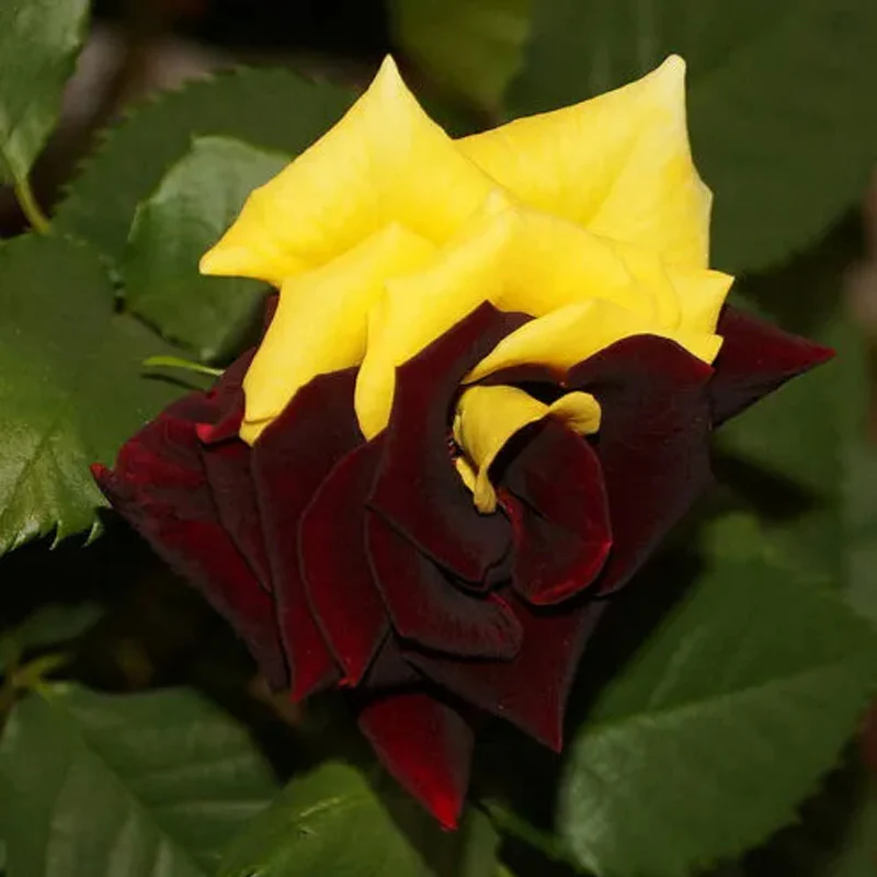 Rare Twin Red Yellow Rose Seeds - Image 6