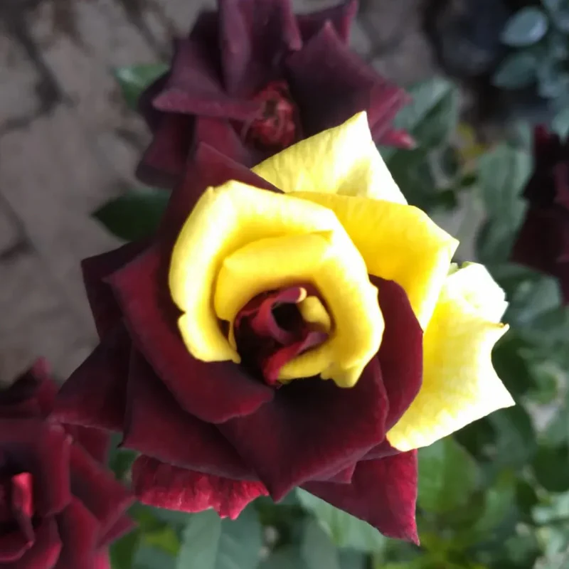 Rare Twin Red Yellow Rose Seeds - Image 7