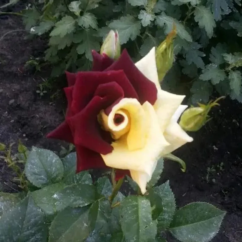 Rare Twin Red Yellow Rose Seeds - Image 8