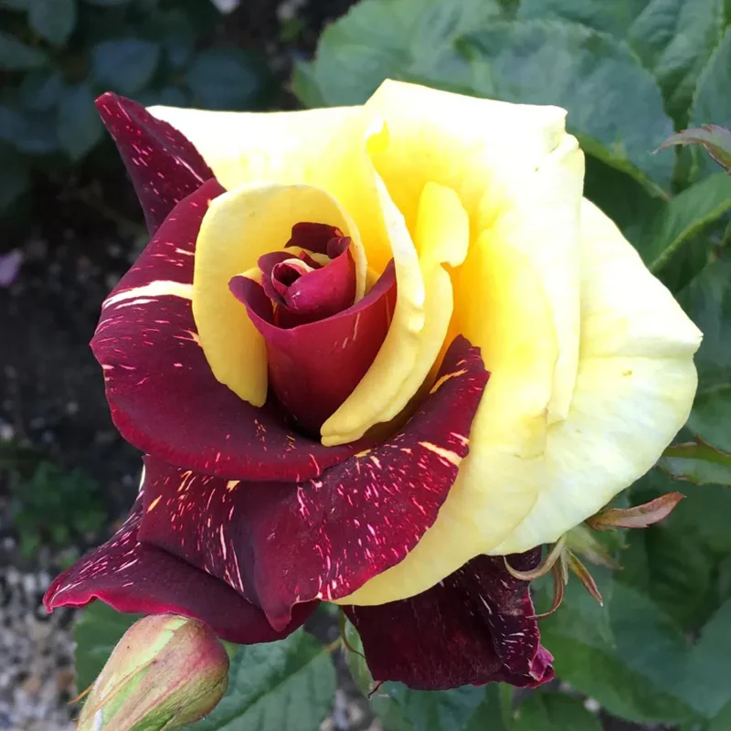 Rare Twin Red Yellow Rose Seeds - Image 9