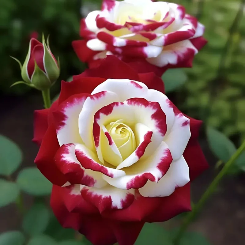 Rare Twin Roses - Seeds - Image 4
