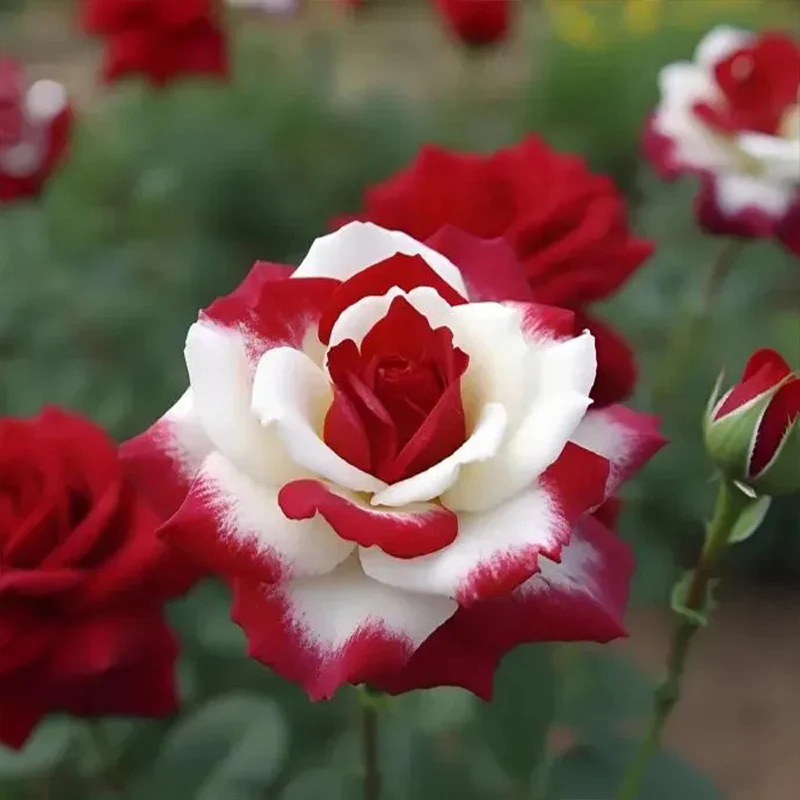 Rare Twin Roses - Seeds - Image 7