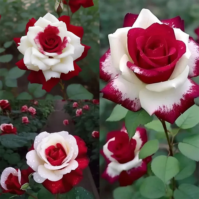 Rare Twin Roses - Seeds - Image 9
