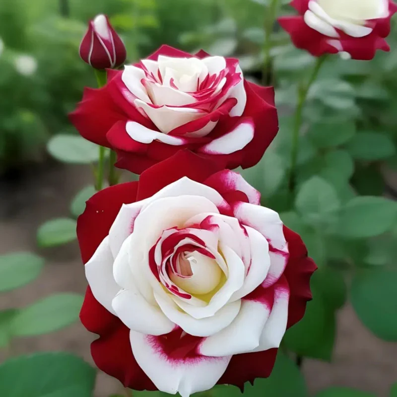 Rare Twin Roses-Sunset Glow - Image 2