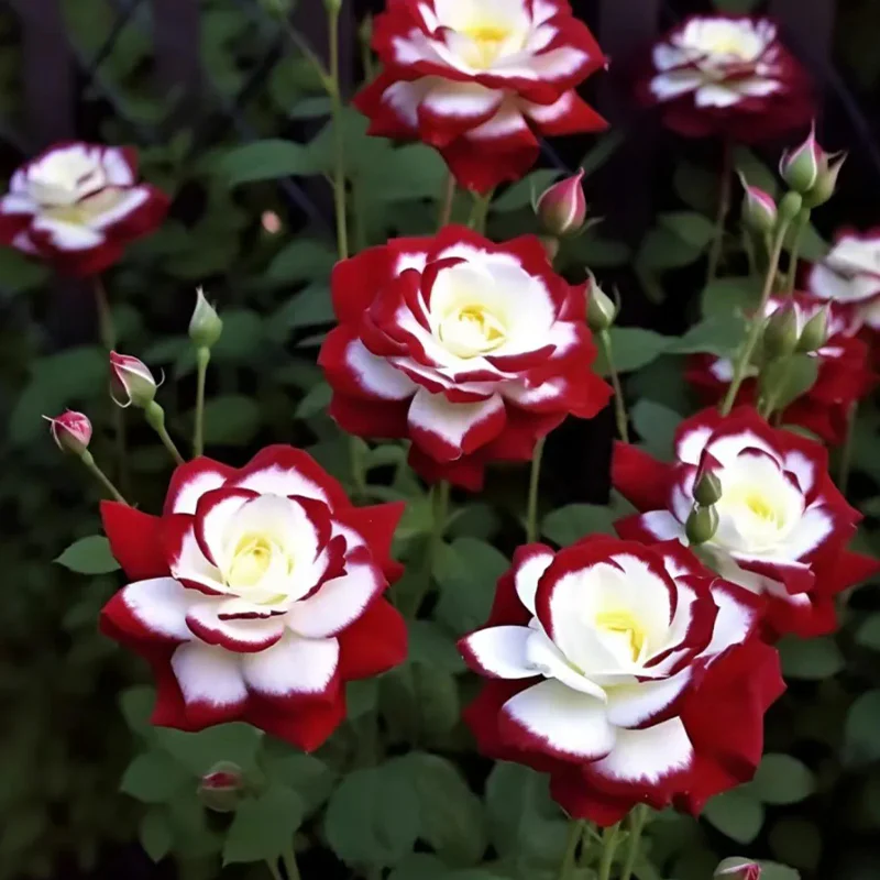 Rare Twin Roses-Sunset Glow - Image 3