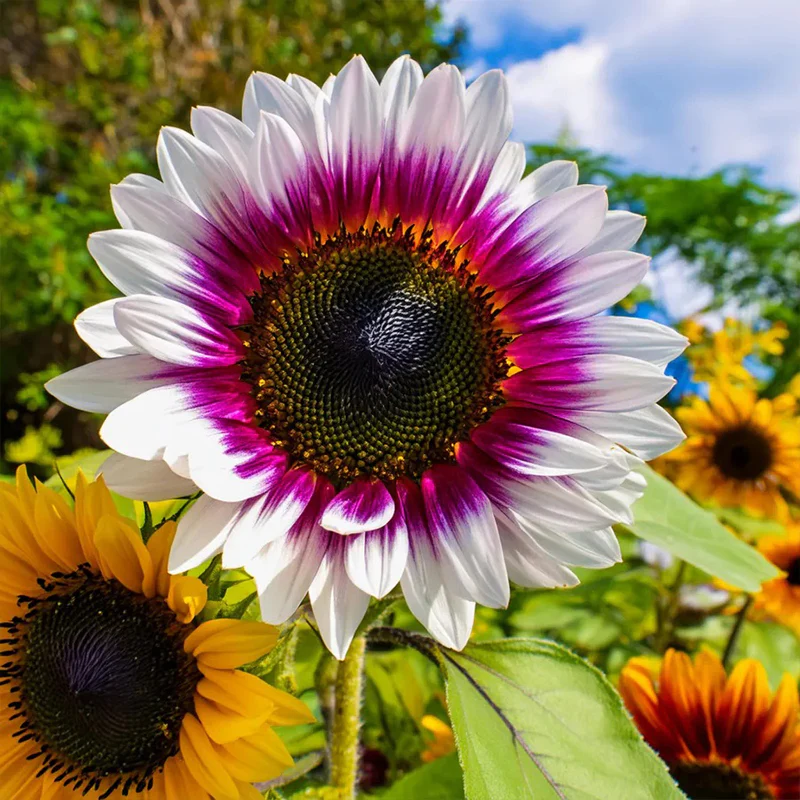 Rare two-color purple sunflower seeds - Image 3