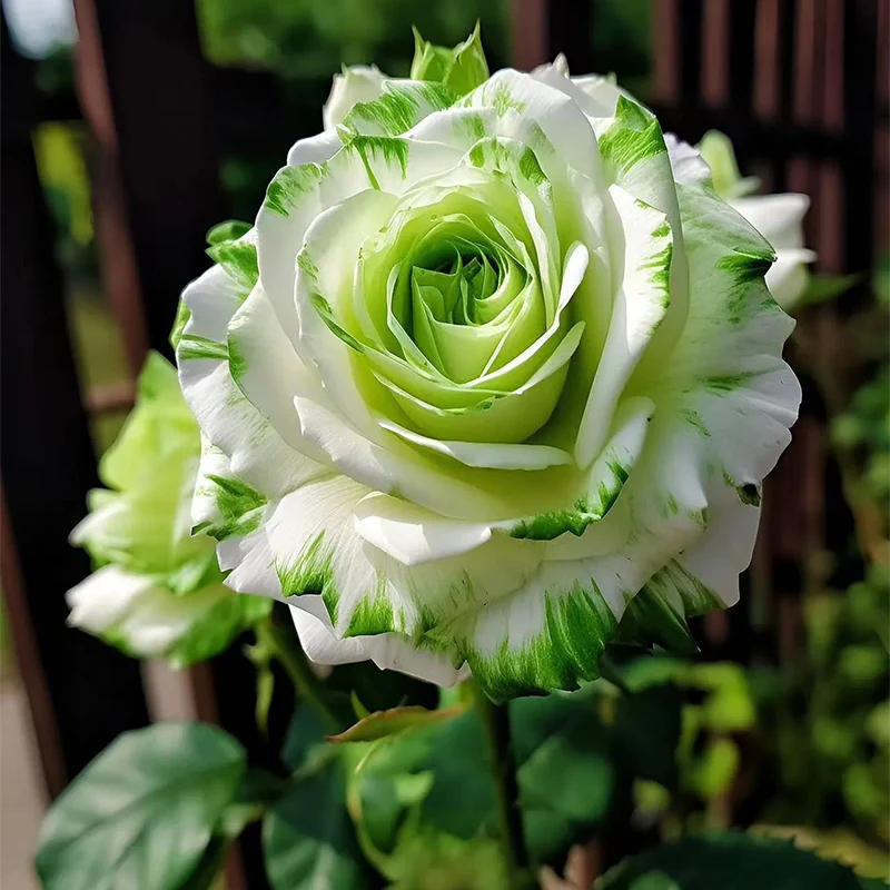 Rare White and Green Twin Roses - Image 2