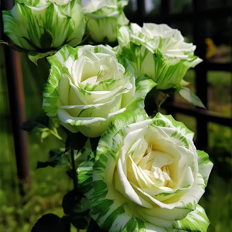 Rare White and Green Twin Roses - Image 3