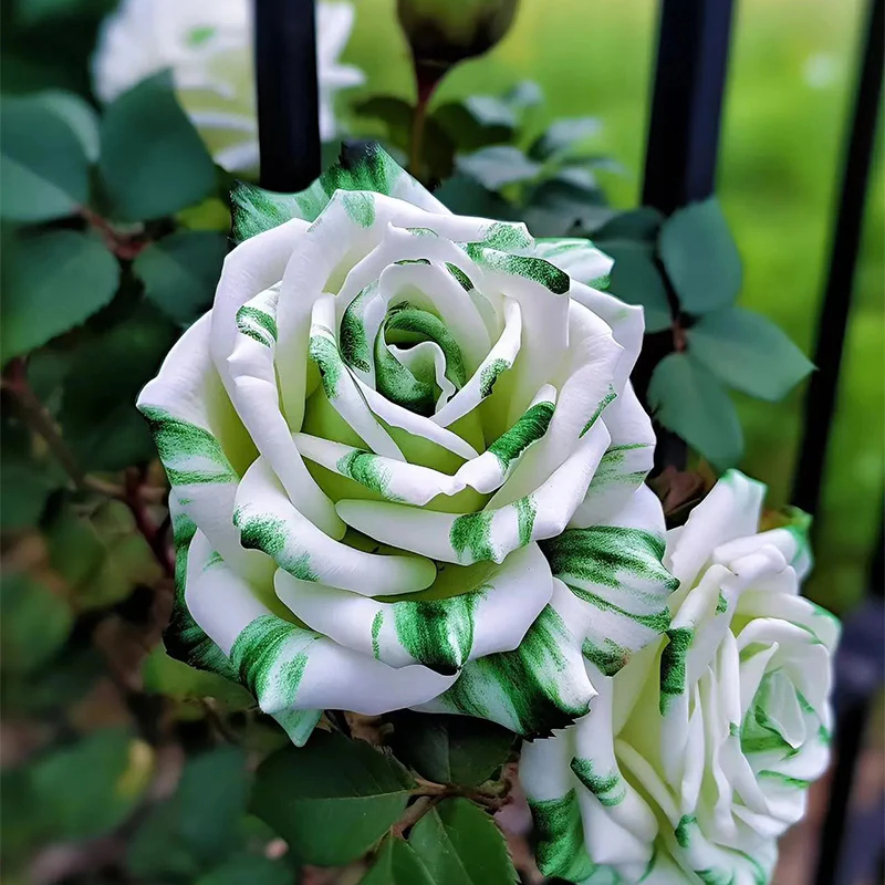Rare White and Green Twin Roses - Image 5