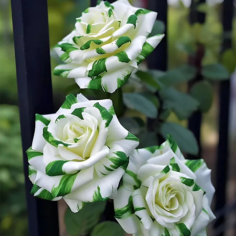 Rare White and Green Twin Roses - Image 7