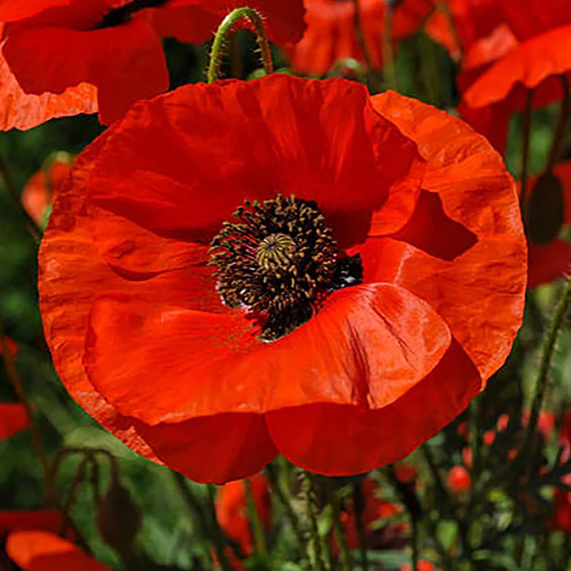 Red Flanders Poppies Flanders Poppy Seeds - Image 4
