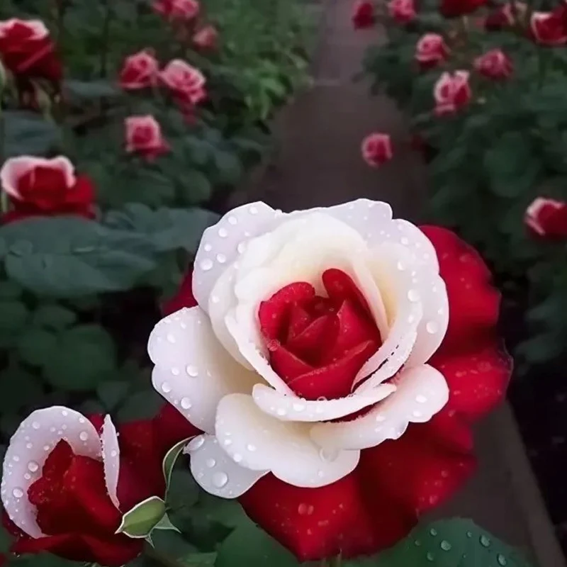 Red Heart Twin Rose Seeds - Image 3