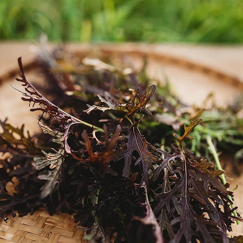 Red Mizuna Grow Your Own Mustard Greens Indoors/Outdoors in Containers or The Garden - Image 3