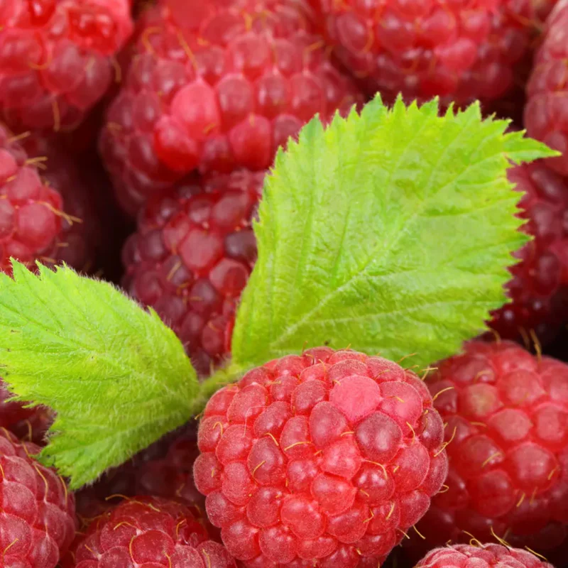 Red Raspberry Seeds - Image 4