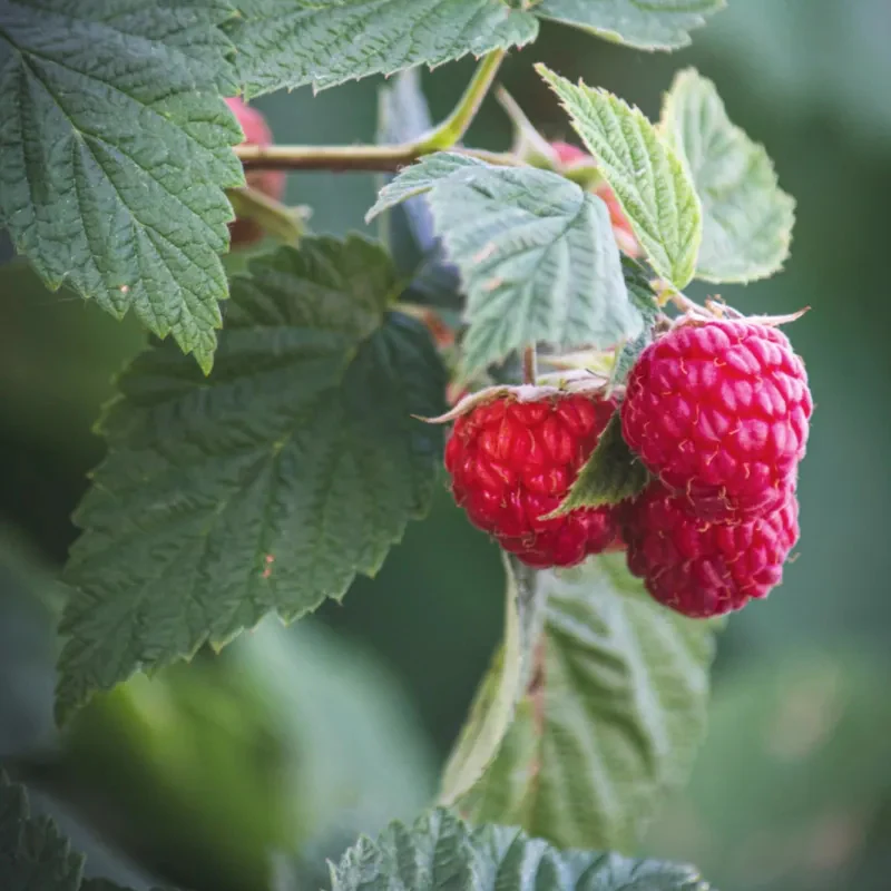 Red Raspberry Seeds - Image 5
