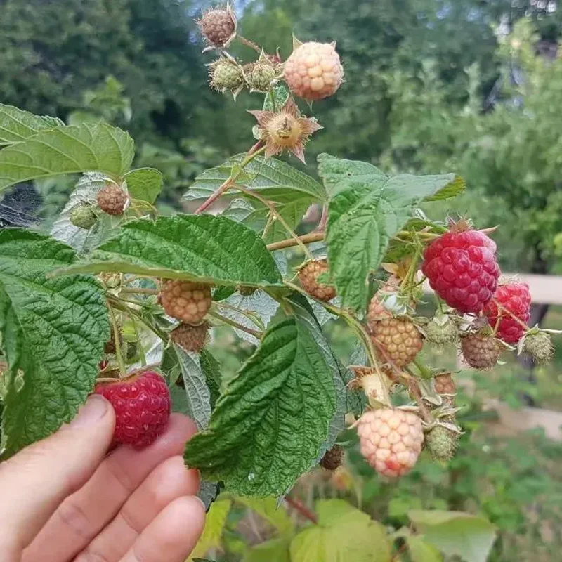 Red Raspberry Seeds - Image 6
