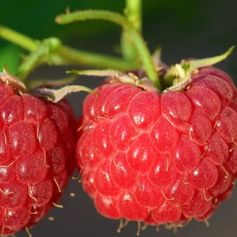 Red Raspberry Seeds - Image 7