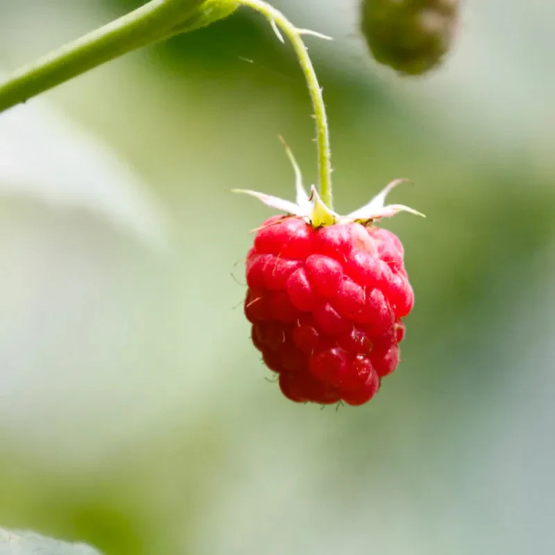 Red Raspberry Seeds - Image 9