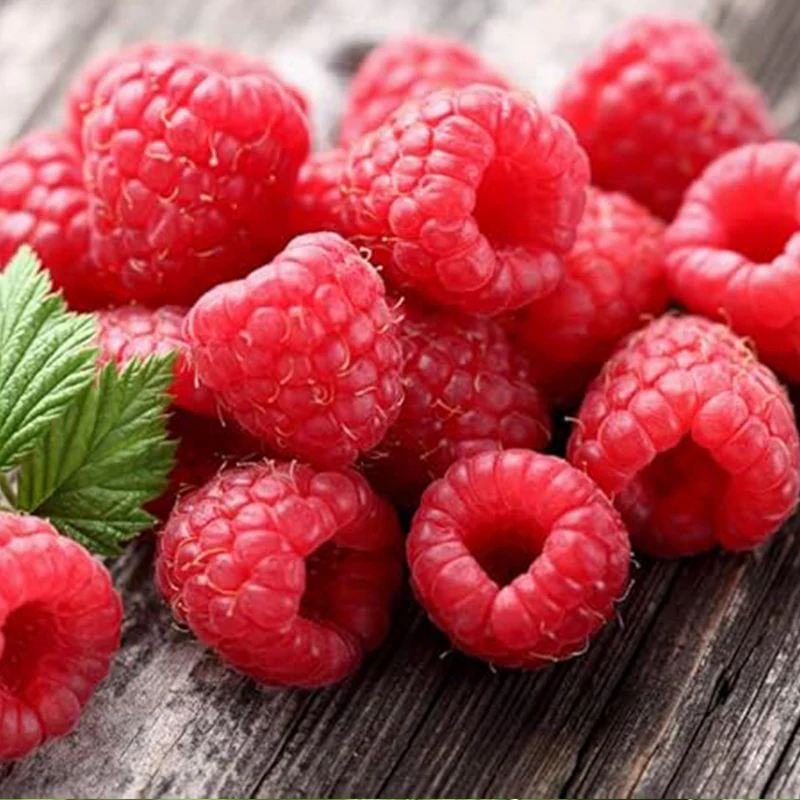 Red Raspberry Seeds for Planting - Image 3