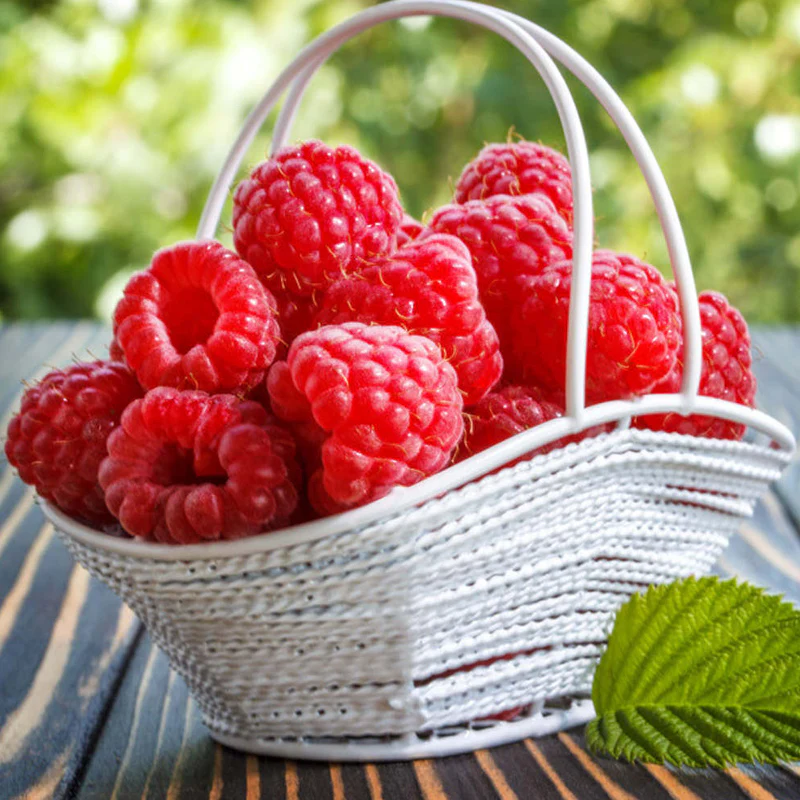 Red Raspberry Seeds for Planting - Image 4