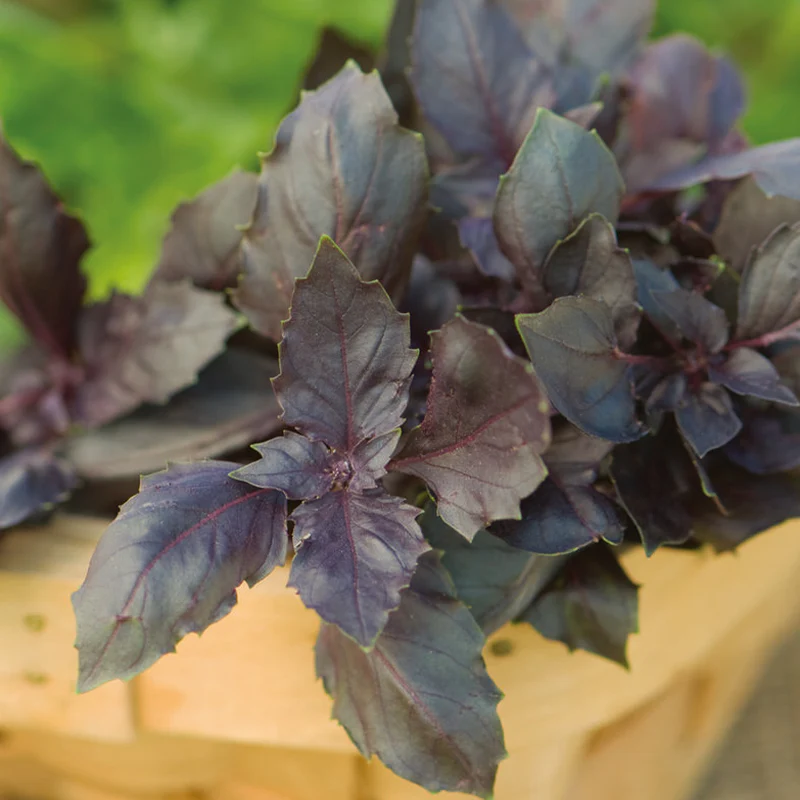 Red Rubin Basil Seed - Image 2