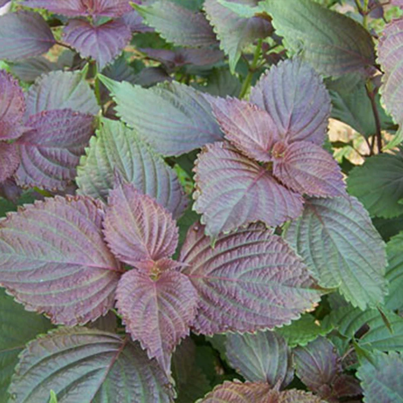 Red Rubin Basil Seed - Image 3