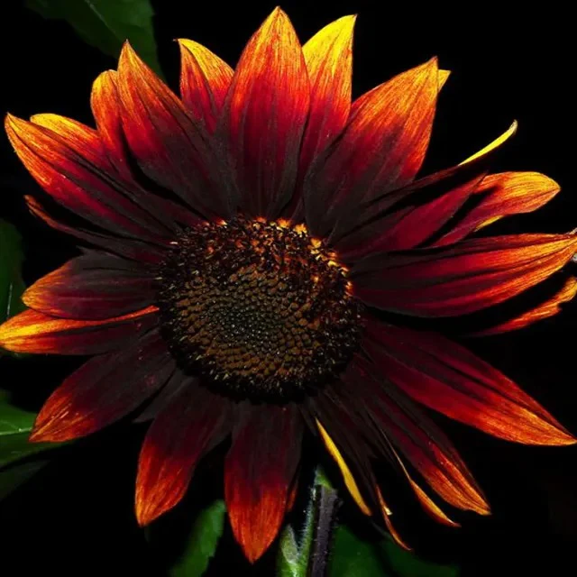 Red Wine Sunflower Seeds - Image 2