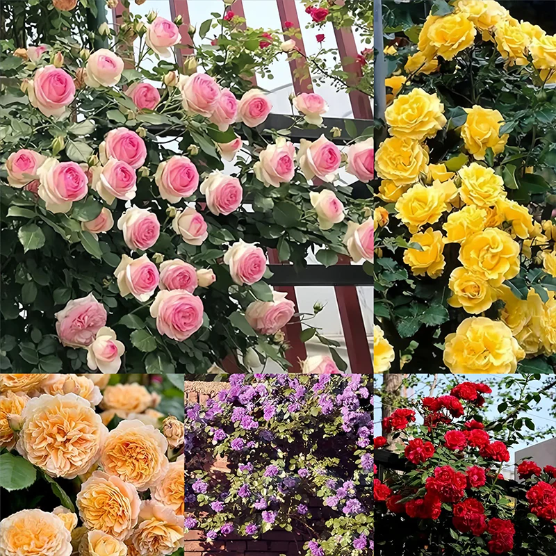 Repeat Blooming Climbing Rose Seeds - Luck Rises - Image 10