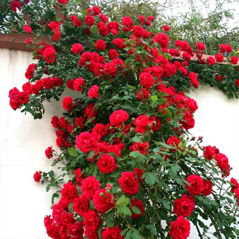 Repeat Blooming Climbing Rose Seeds - Luck Rises - Image 6