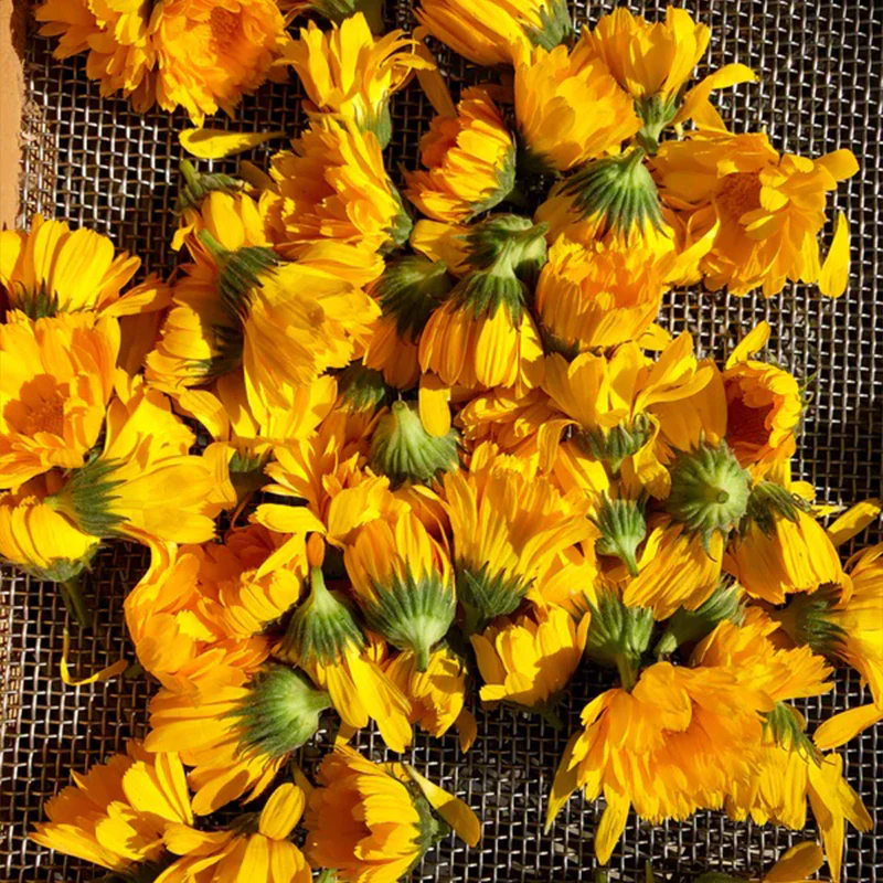 Resina Calendula - Image 2