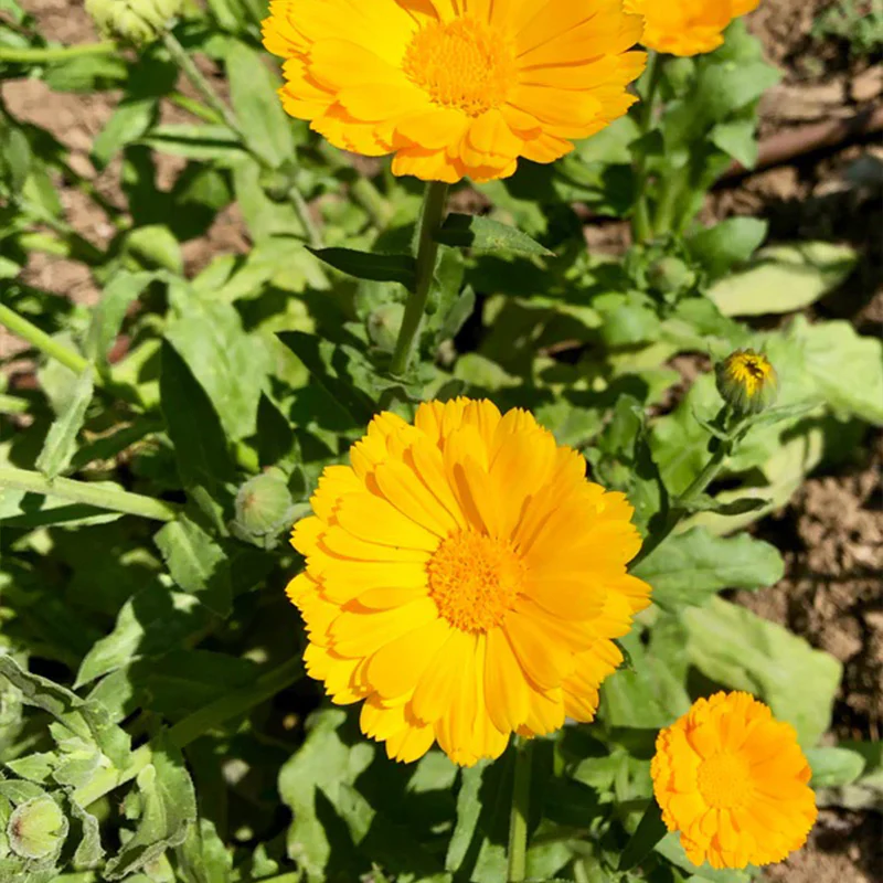 Resina Calendula - Image 4