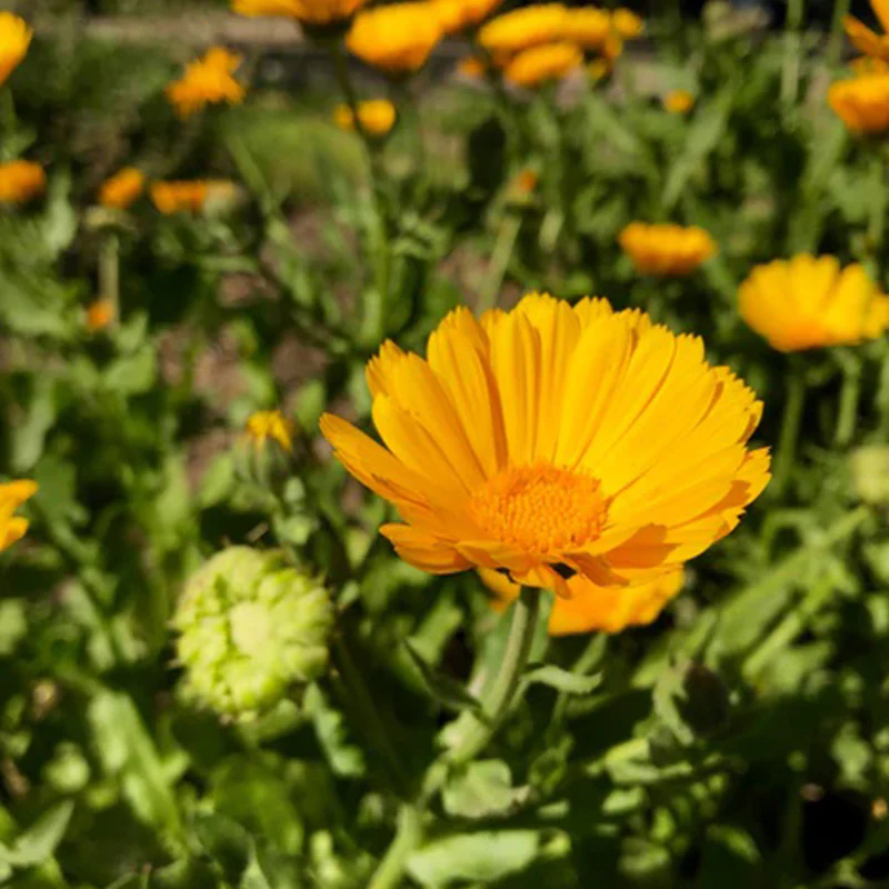 Resina Calendula - Image 5