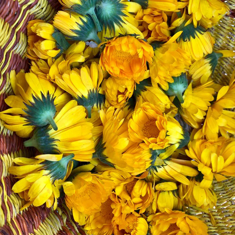 Resina Calendula - Image 6