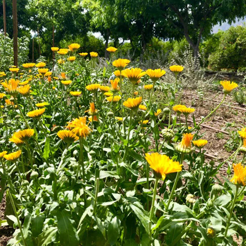 Resina Calendula - Image 7